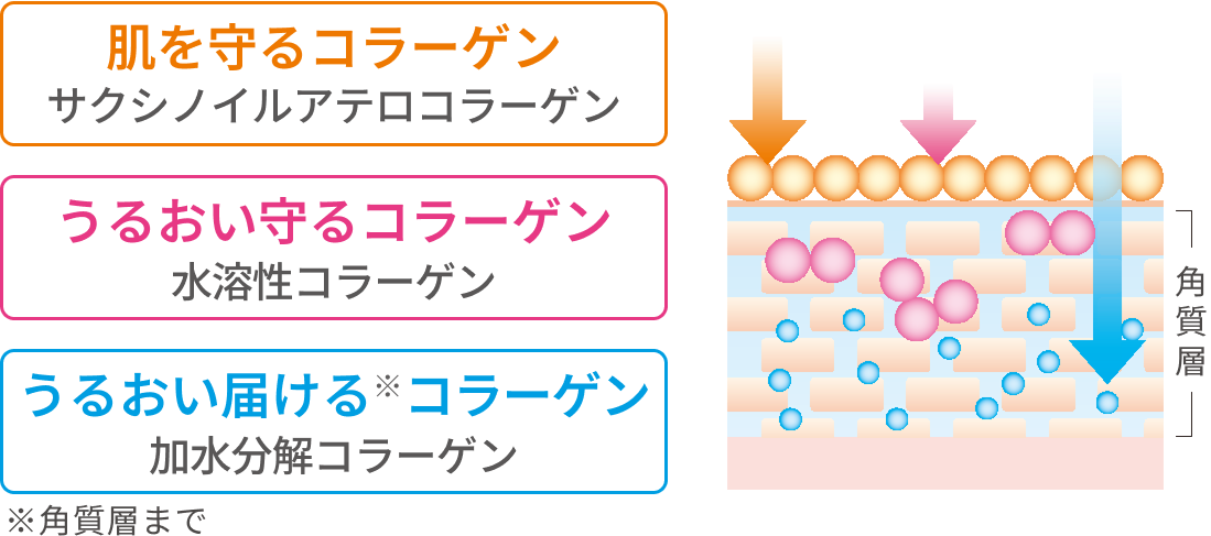 3種類のコラーゲンによるハリ肌へのアプローチ